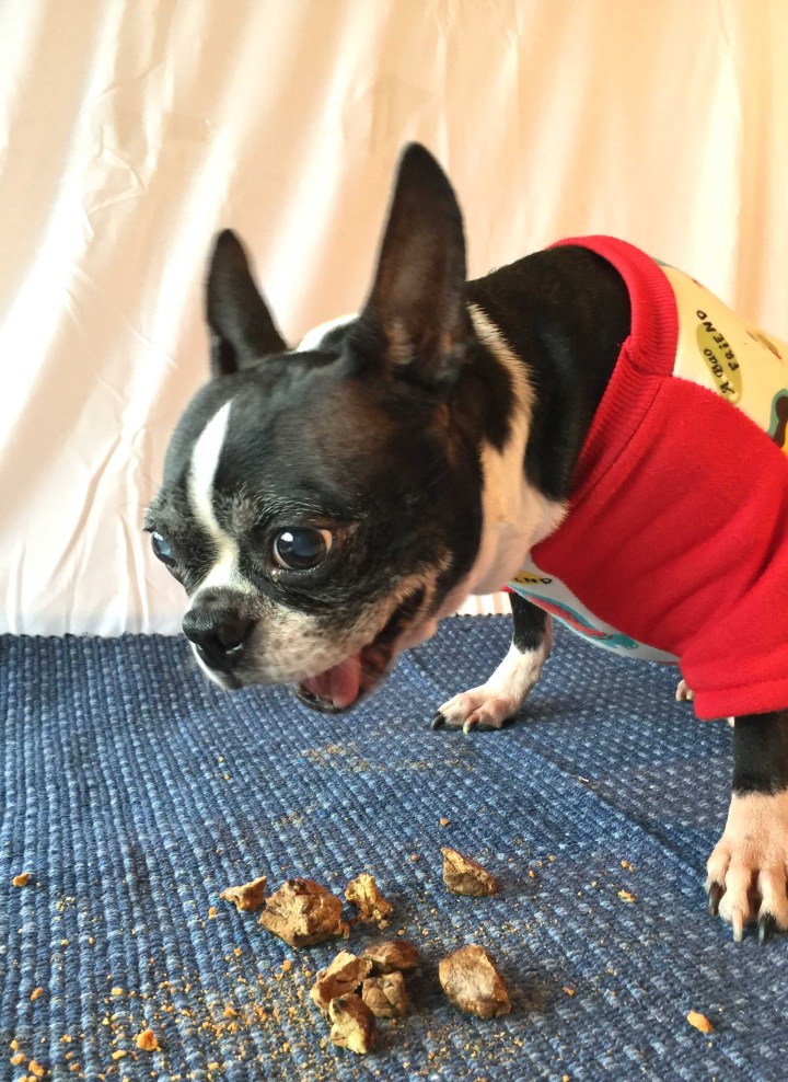 Little guy LOVES the beef lung bits!