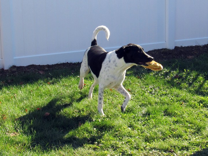 Odie