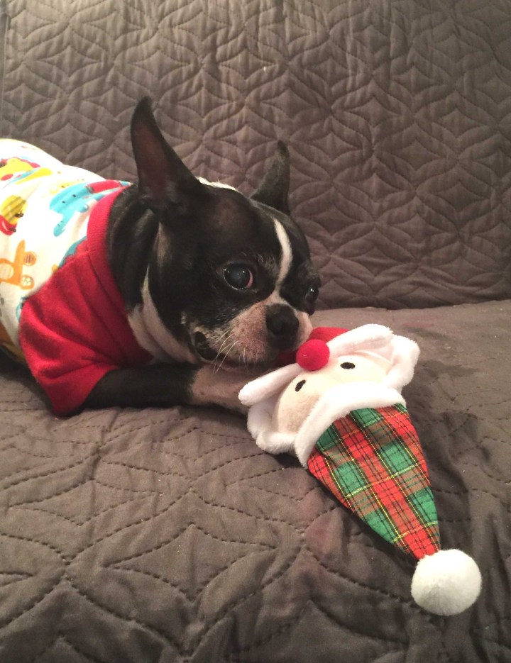 SUPER EXCITED TO CHEW ON SANTA!