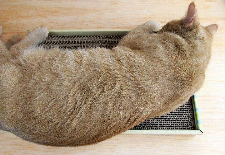Cat Scratcher