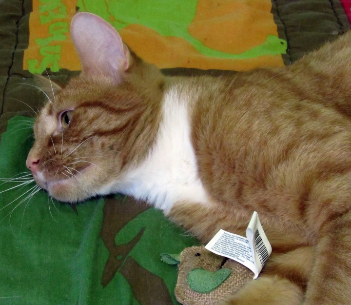 Puss in Boots