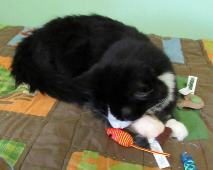 Sylvester