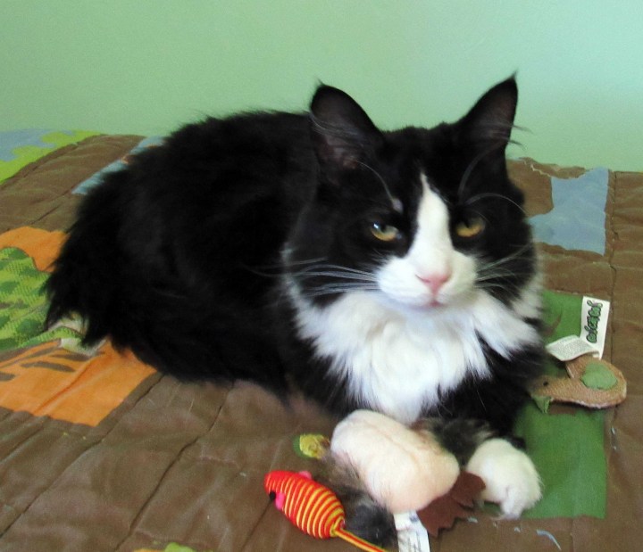Sylvester