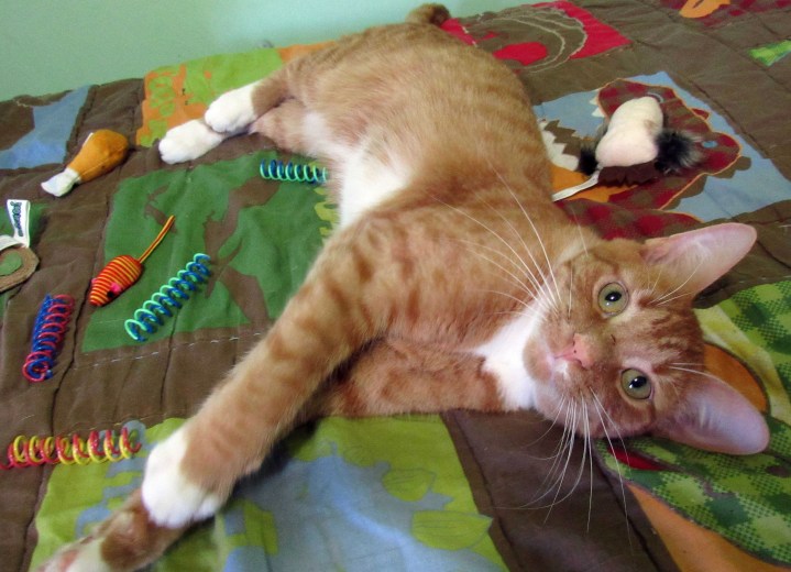 So Many Toys!