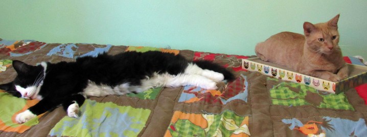 Kitties are tired after reviewing the box.
