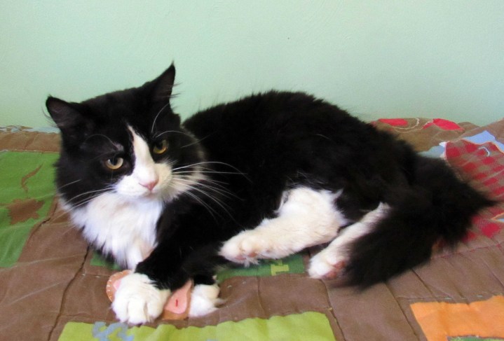 Sylvester