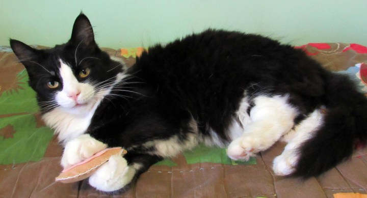Sylvester