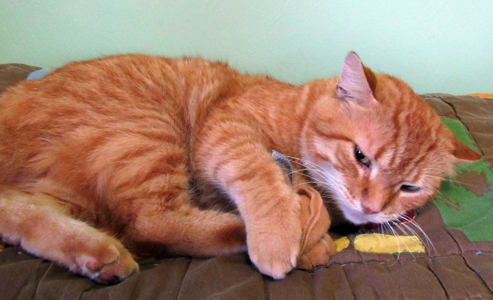 Garfield