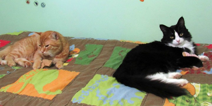 Garfield and Sylvester