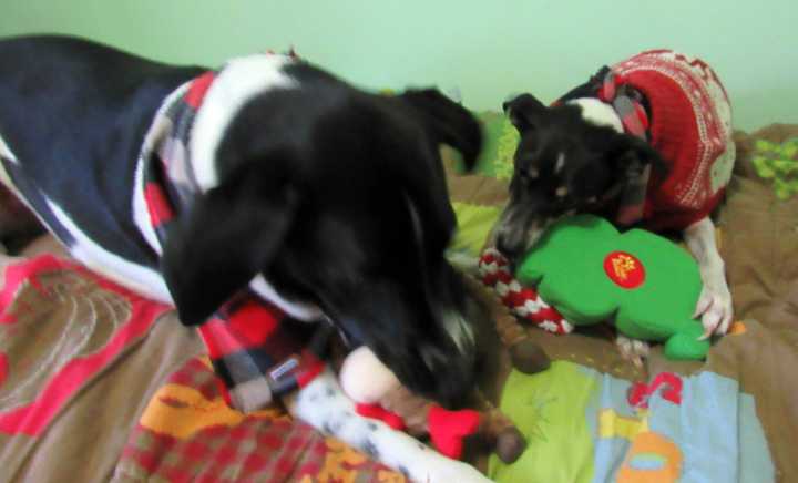 Odie and Bella
