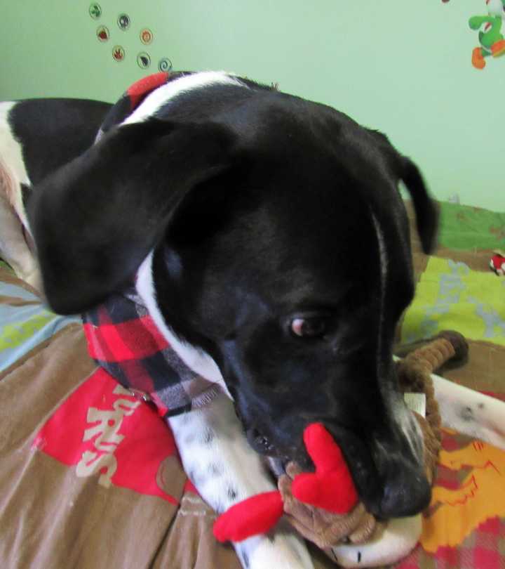 Odie