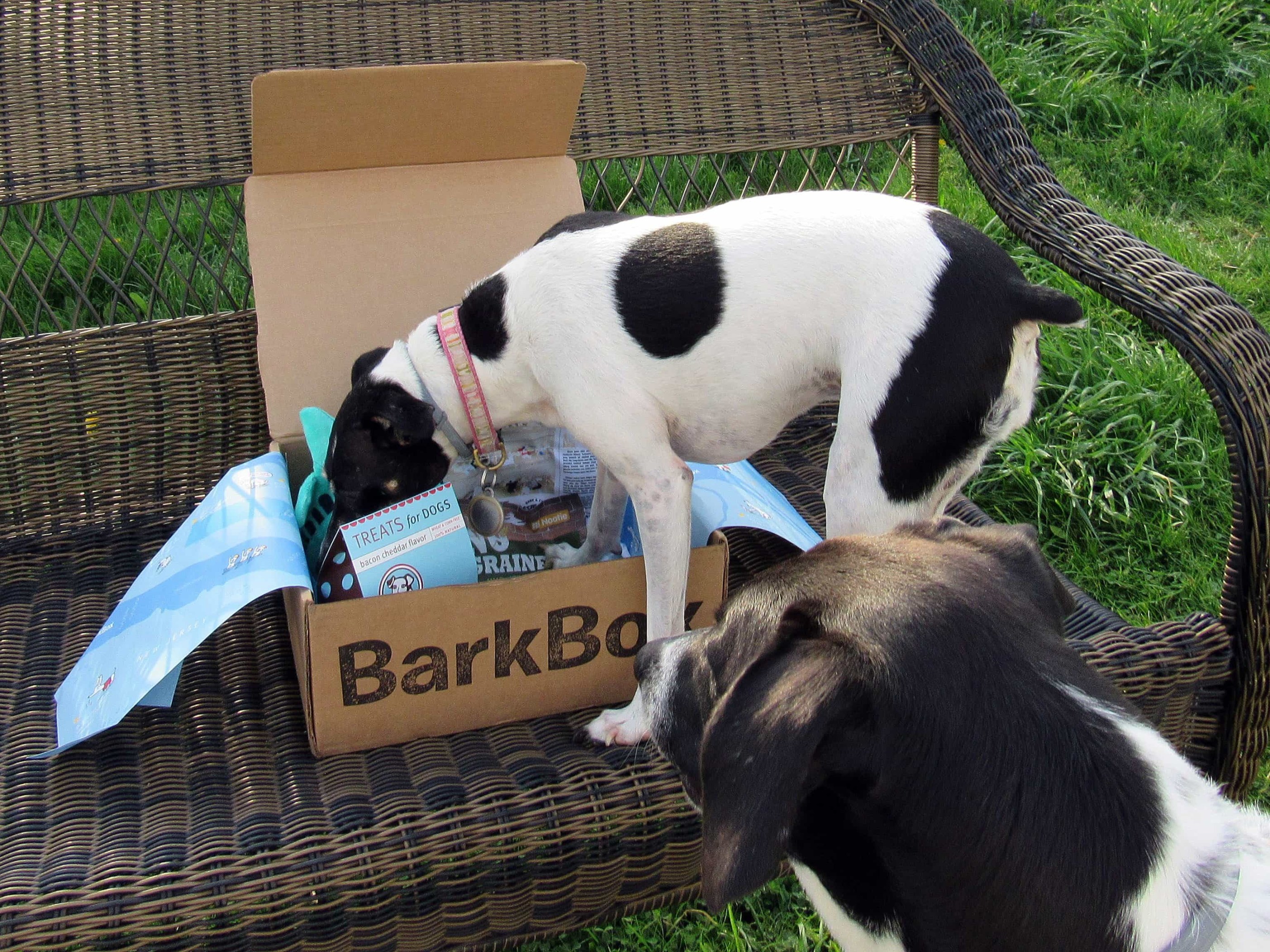 Barkbox April 2017 Subscription Box Review + Coupon Large Dog Hello