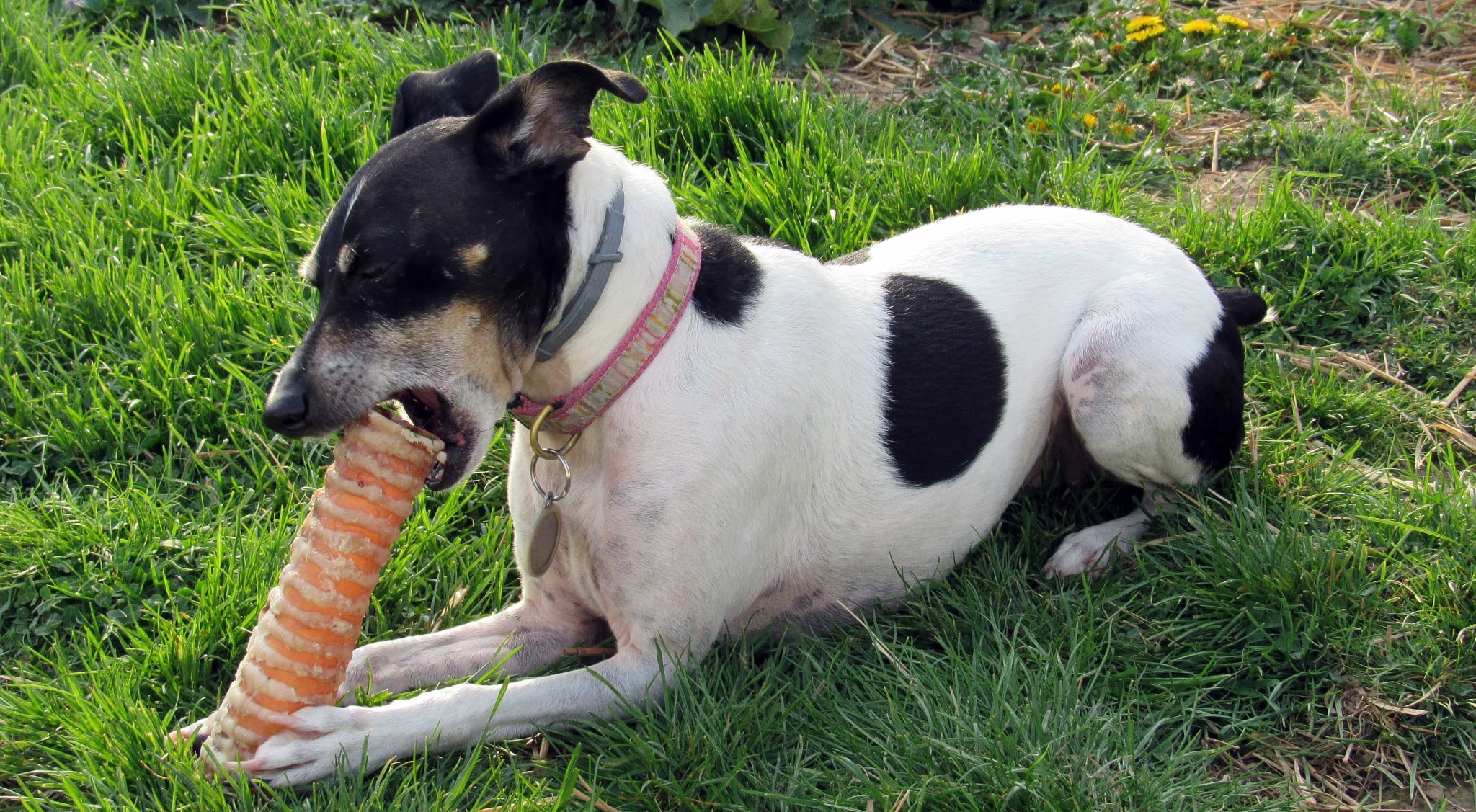 Barkbox April 2017 Subscription Box Review + Coupon Large Dog hello