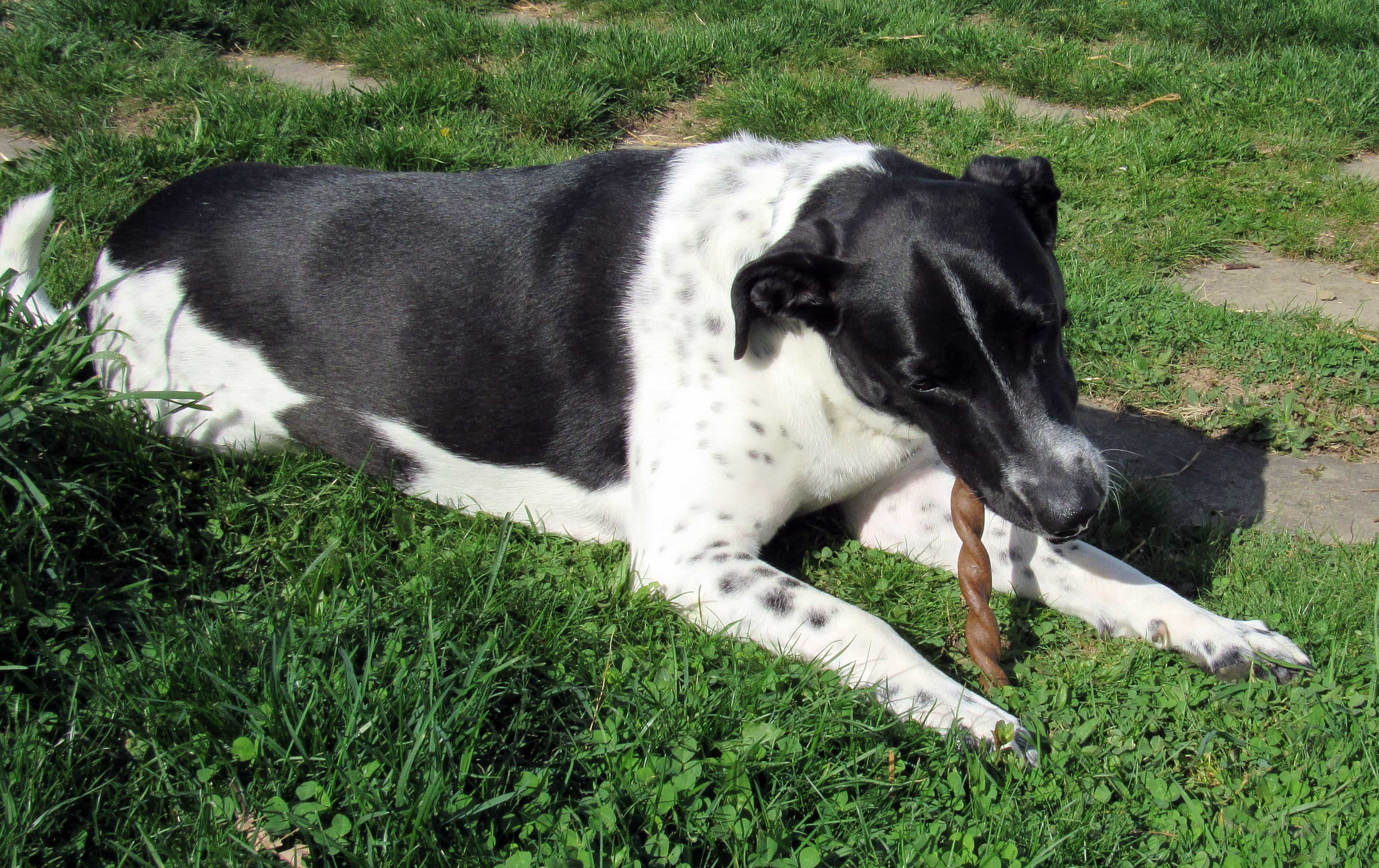 Barkbox April 2017 Subscription Box Review Super Chewer Hello