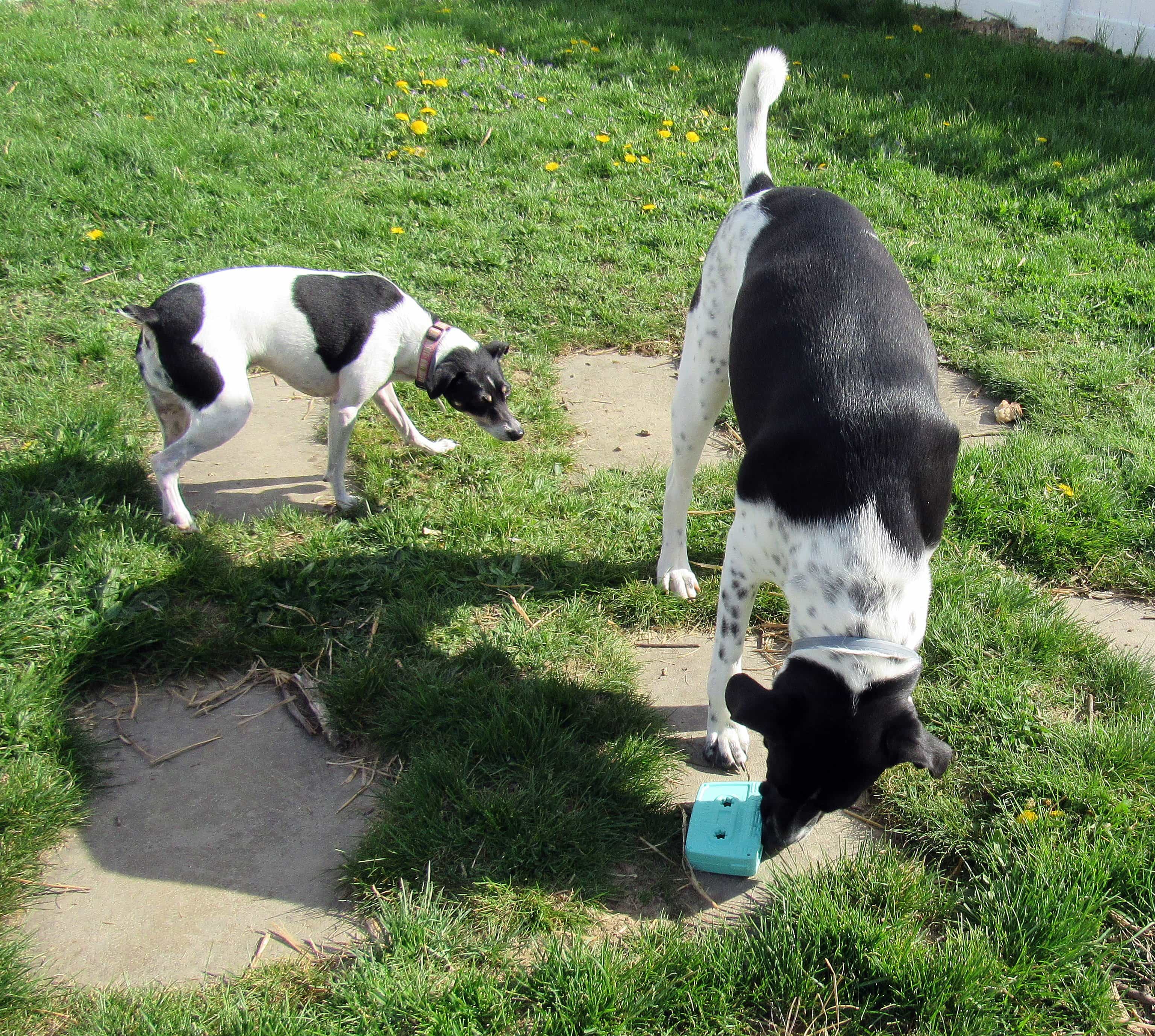 Barkbox April 2017 Subscription Box Review Super Chewer Hello