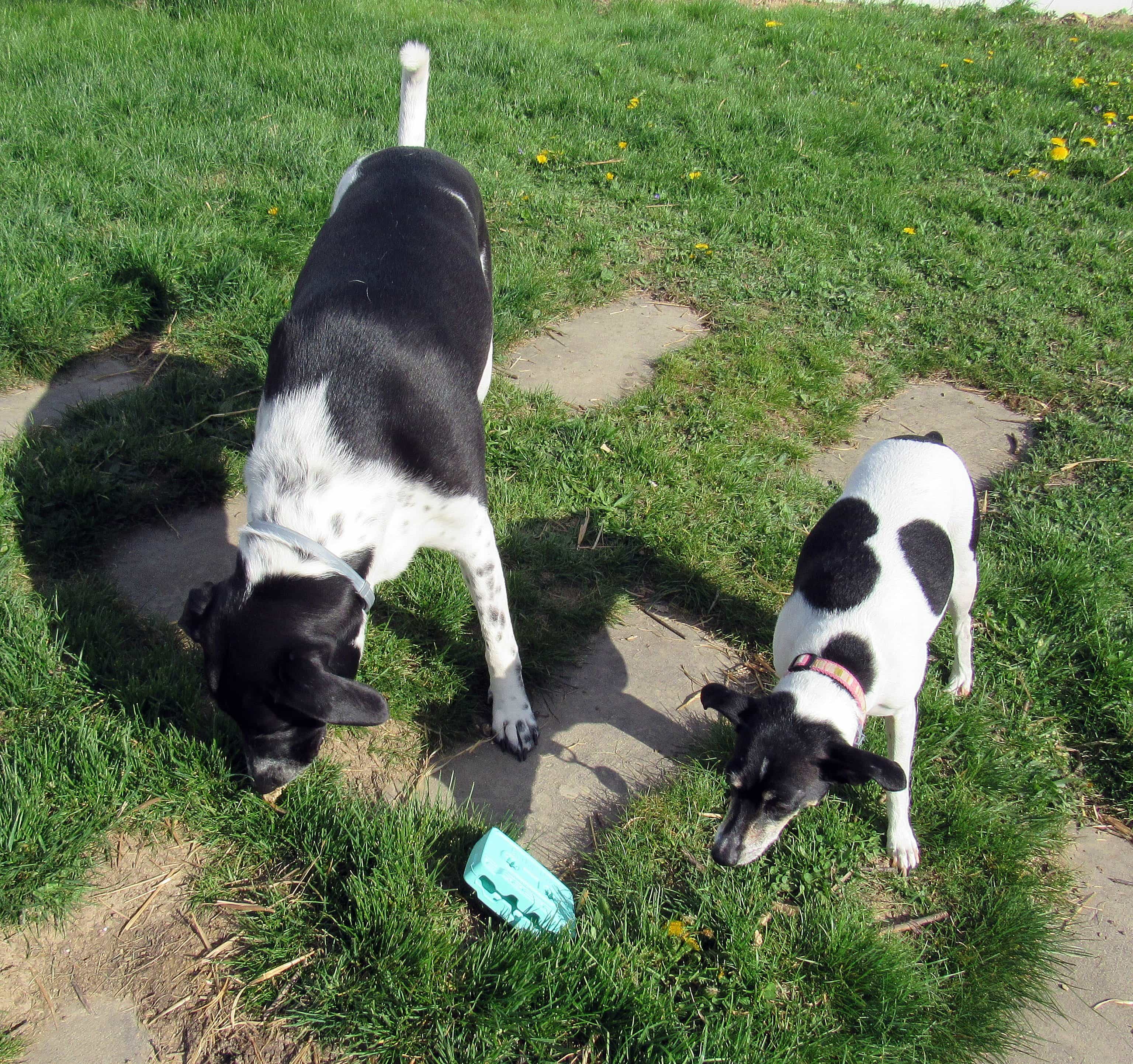 Barkbox April 2017 Subscription Box Review Super Chewer Hello