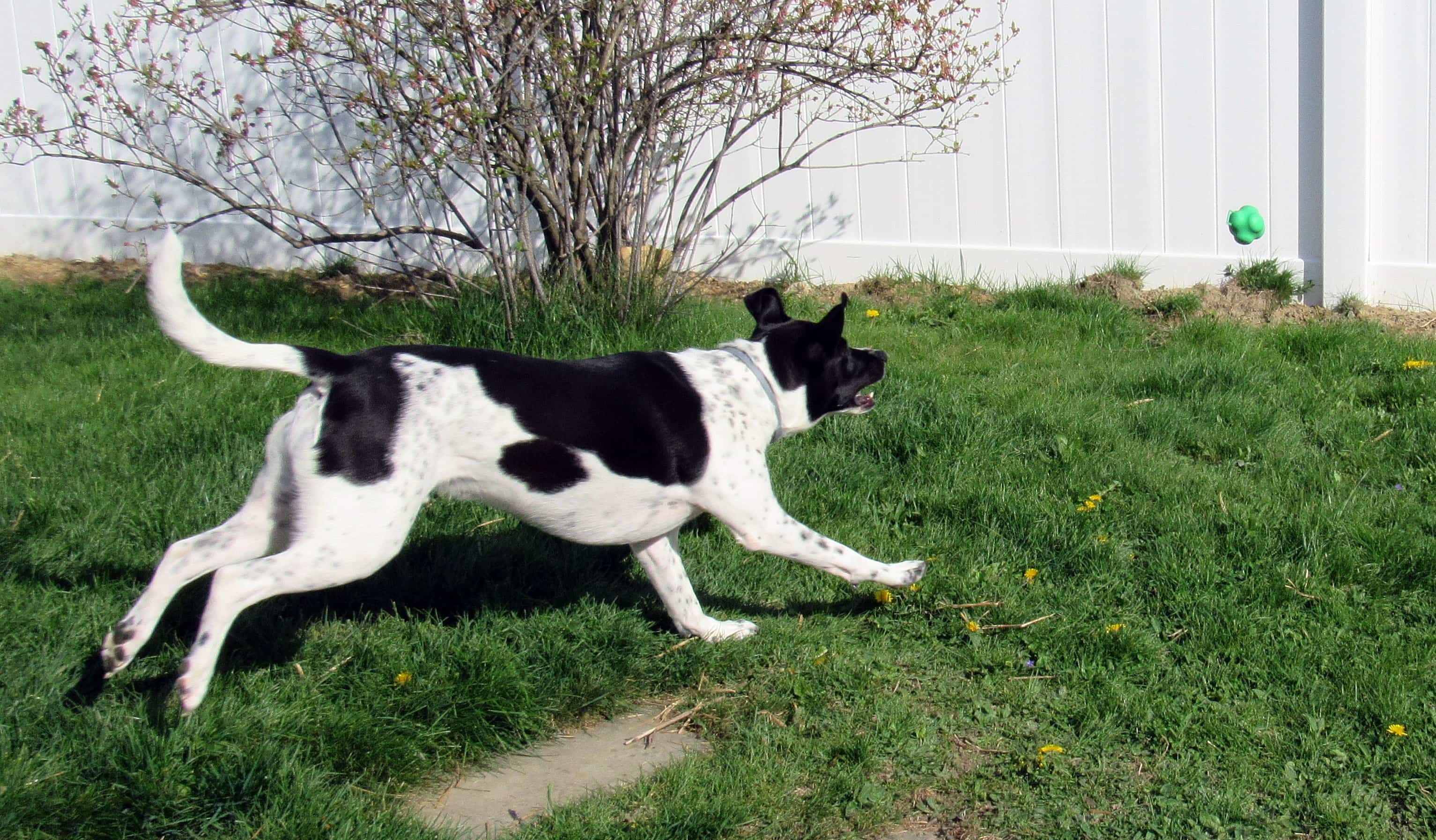 Barkbox April 2017 Subscription Box Review Super Chewer Hello