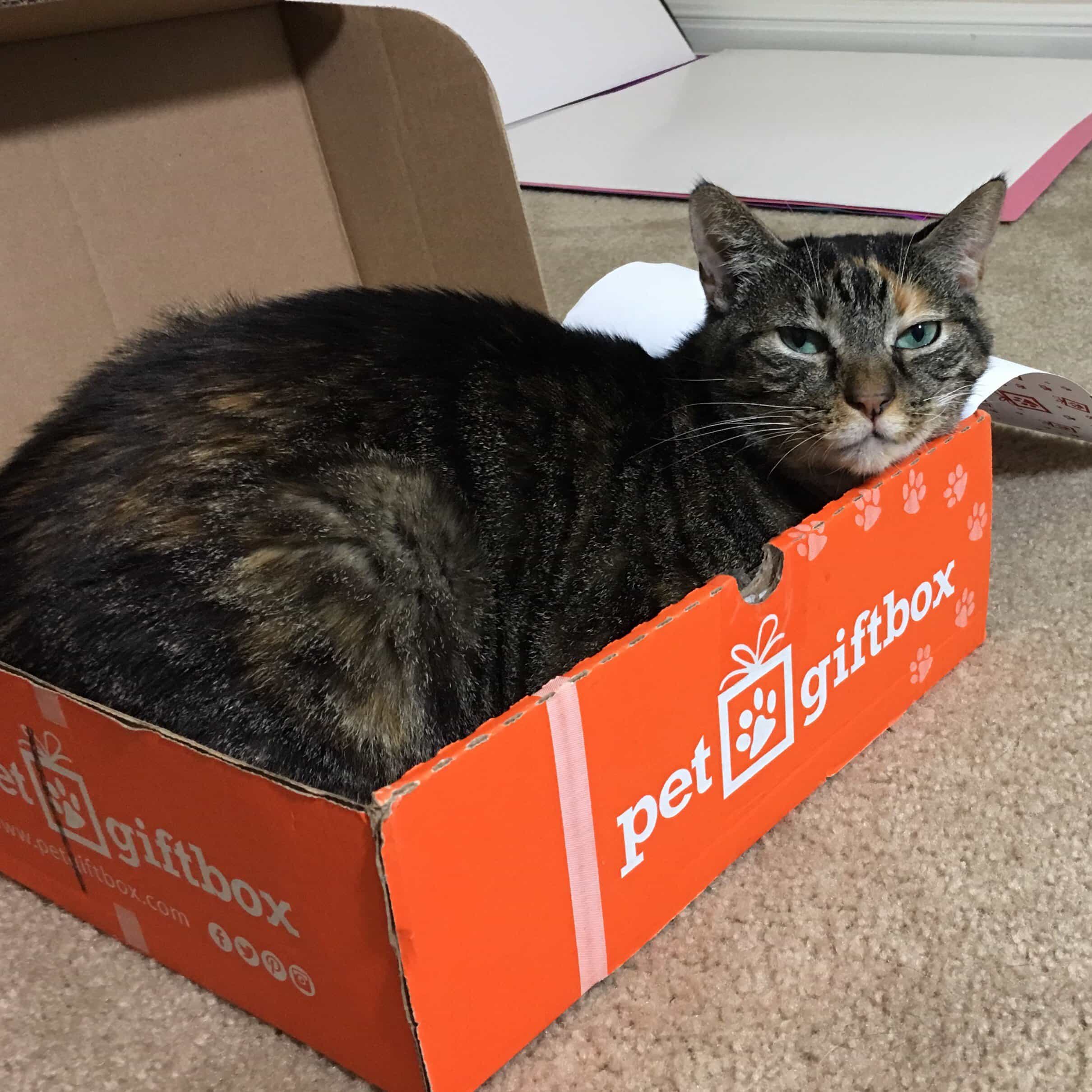 catnip box coupon