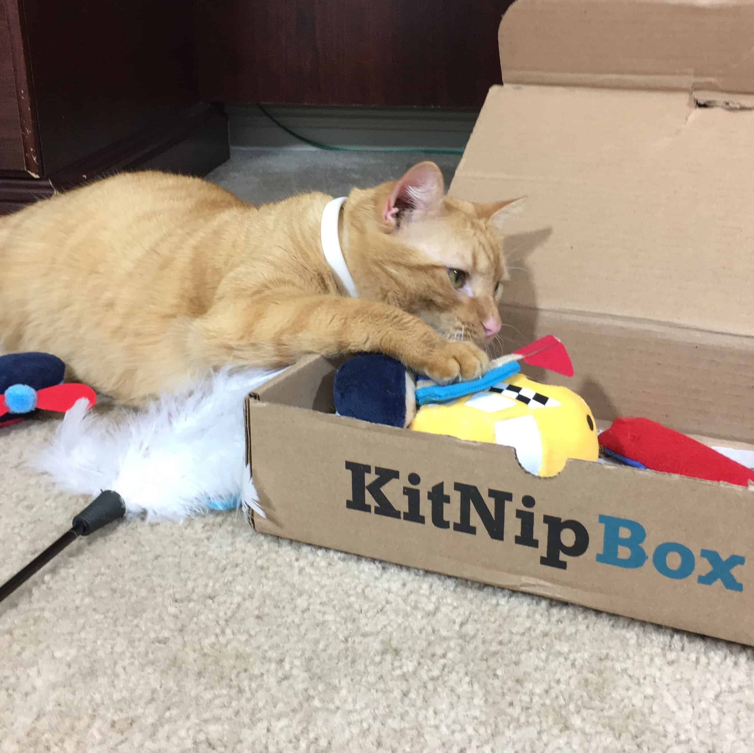 Kitty best sale nip box