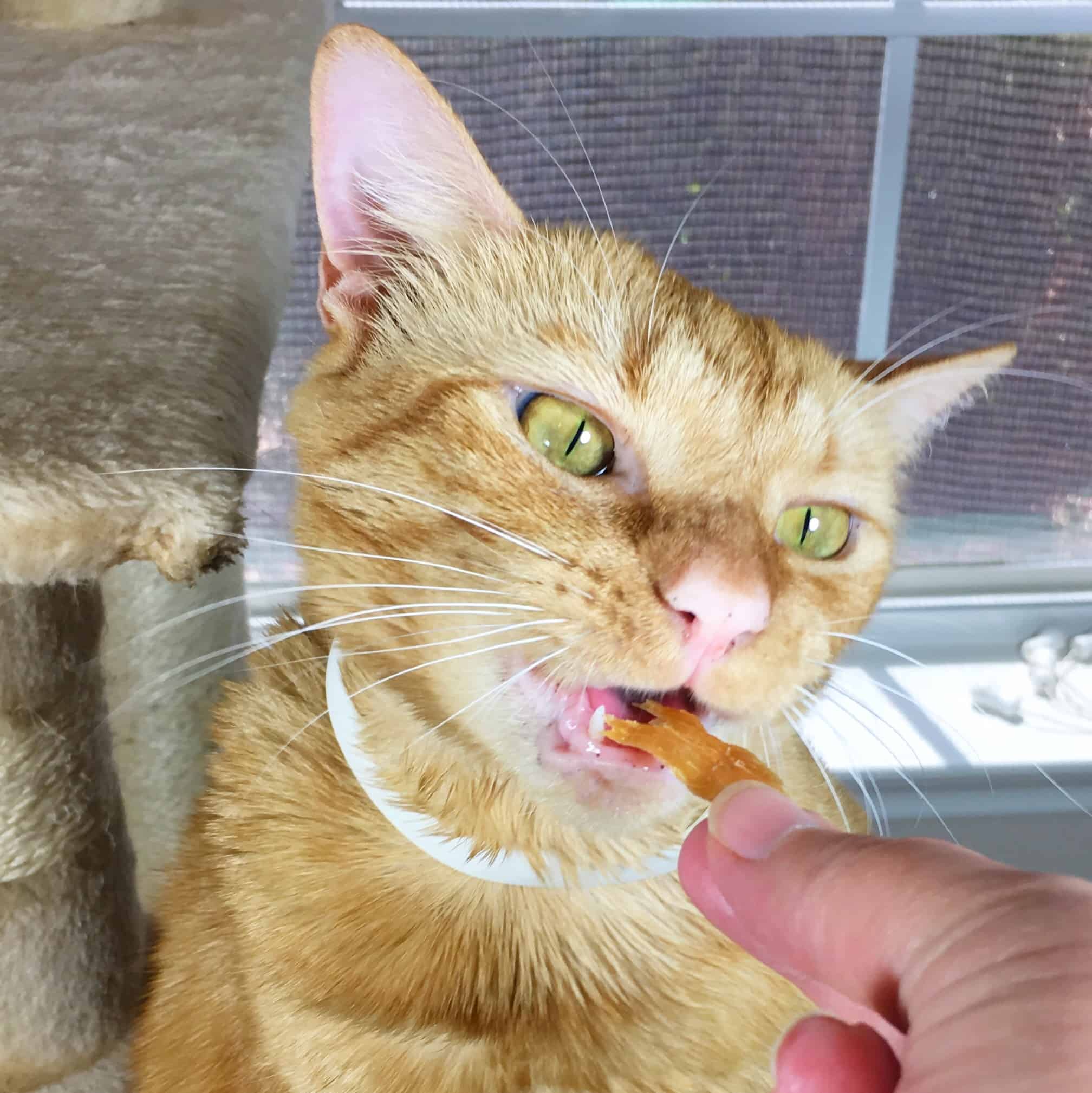 Nom Nom Cats Review + Coupon! Hello Subscription