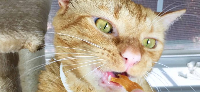 Nom Nom Cats Review + Coupon!