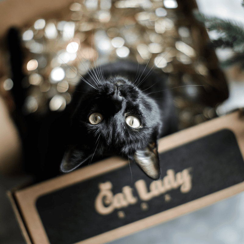 Cat Lady Box January 19 Spoiler Coupon Hello Subscription