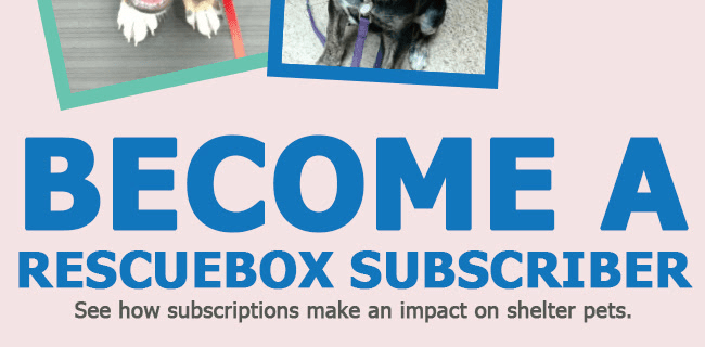 Rescue Box January Sale: Get 15% Off On All Subscriptions!