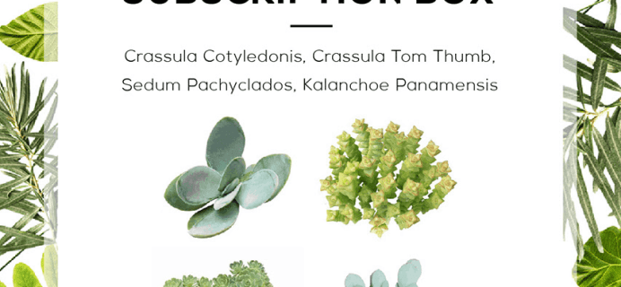 Succulents Box February 2019 Full Spoilers + Coupon!