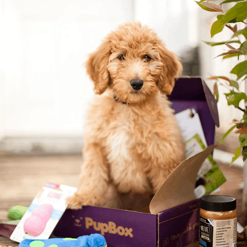 pupbox coupons