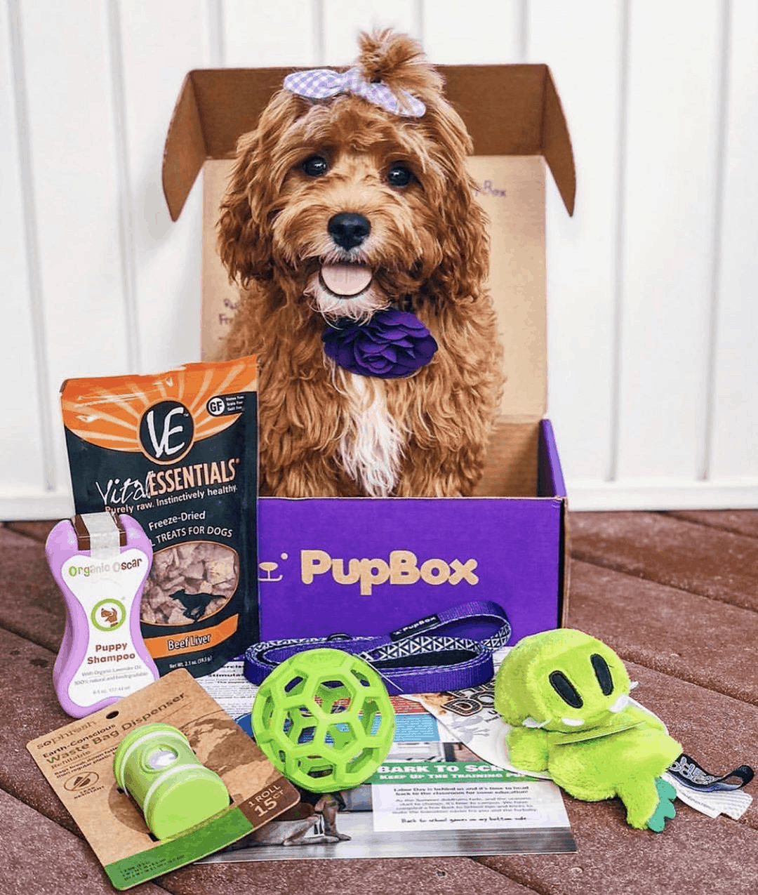 puppy subscription box