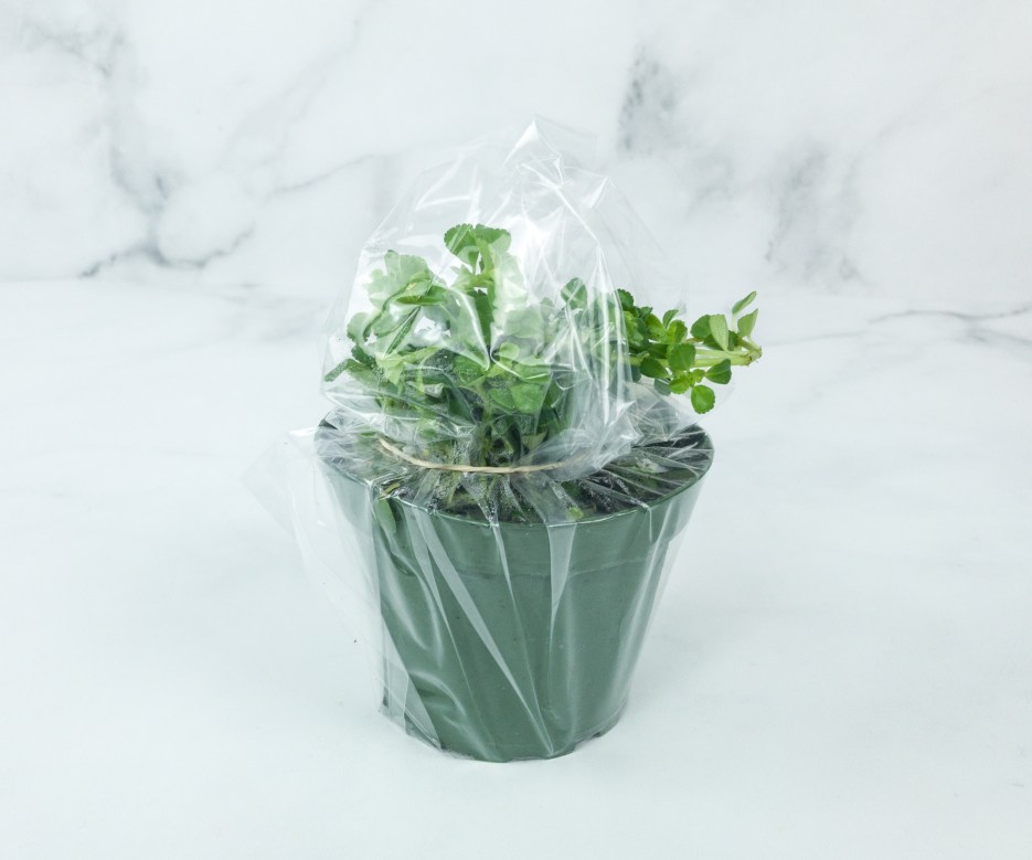 House Plant Box March 2019 Subscription Box Review Hello Subscription