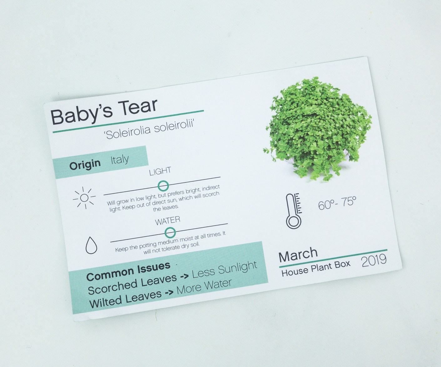 House Plant Box March 2019 Subscription Box Review Hello Subscription