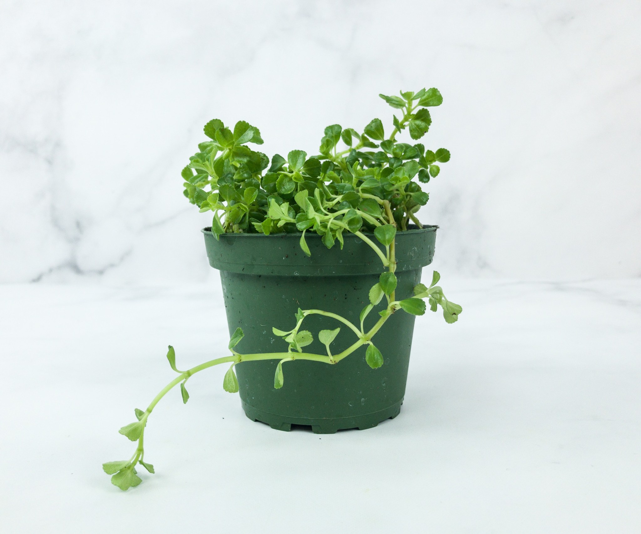 House Plant Box March 2019 Subscription Box Review Hello Subscription