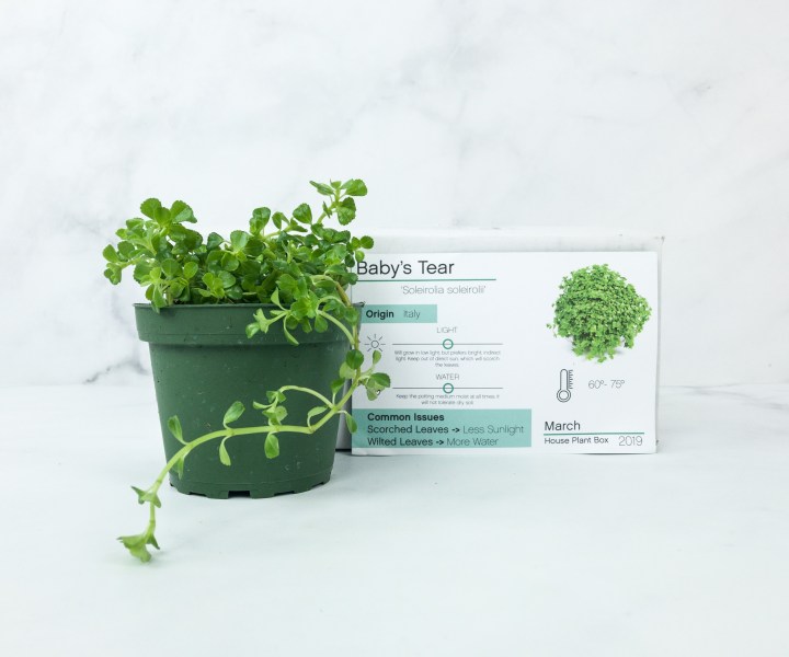 House Plant Box March 2019 Subscription Box Review Hello Subscription