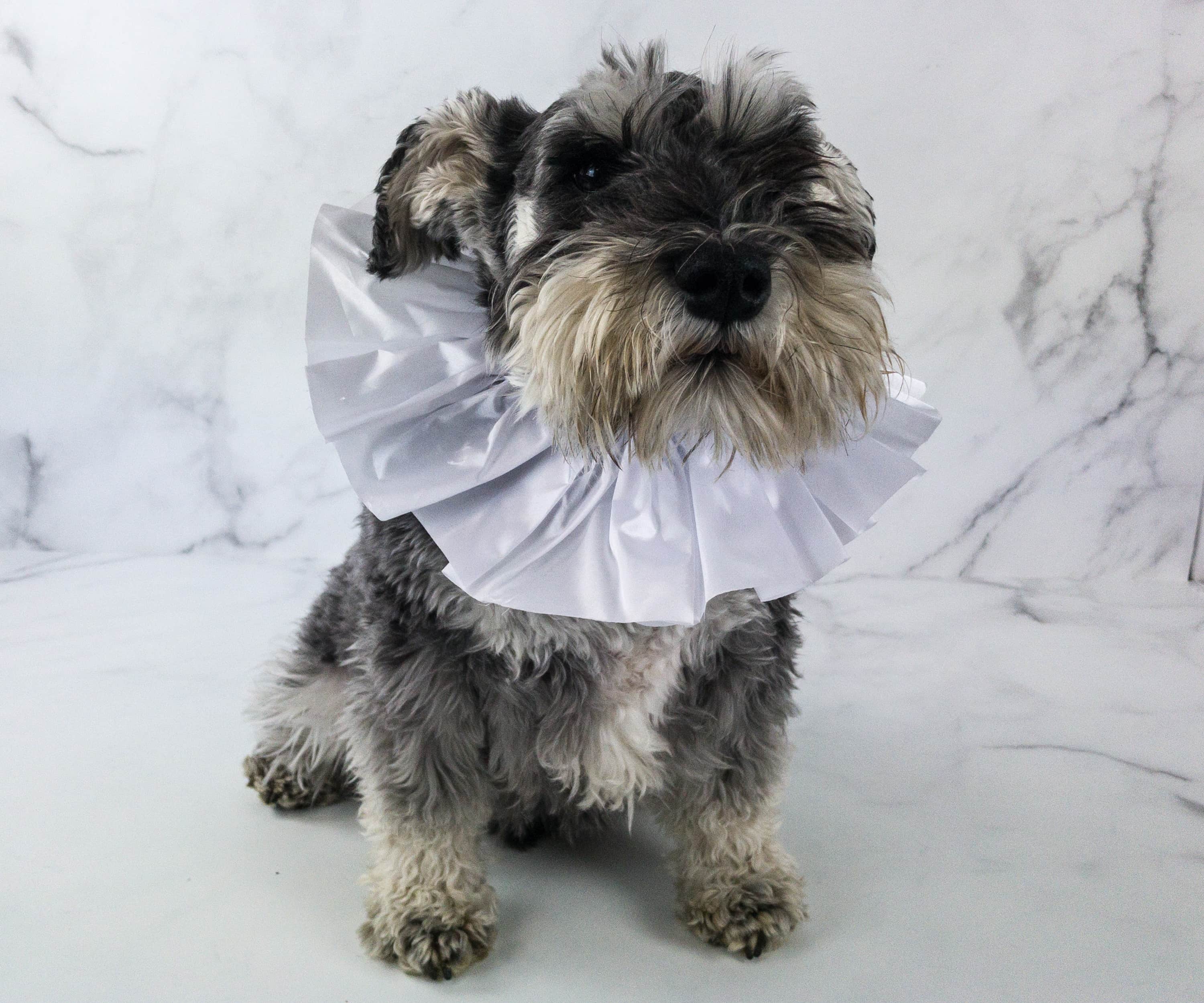 Barkbox collar Clearance