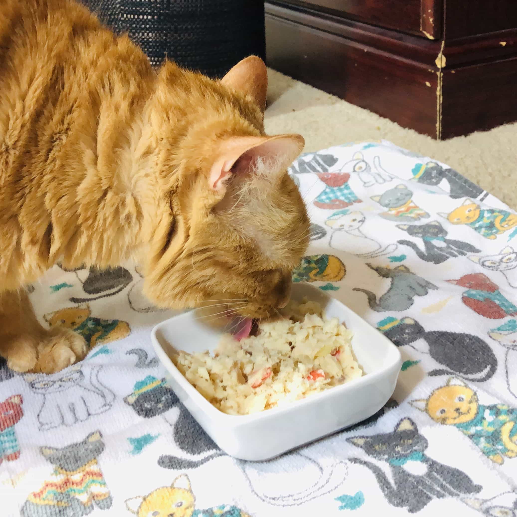 Nom Nom Cats April 2019 Review + Coupon! Hello Subscription