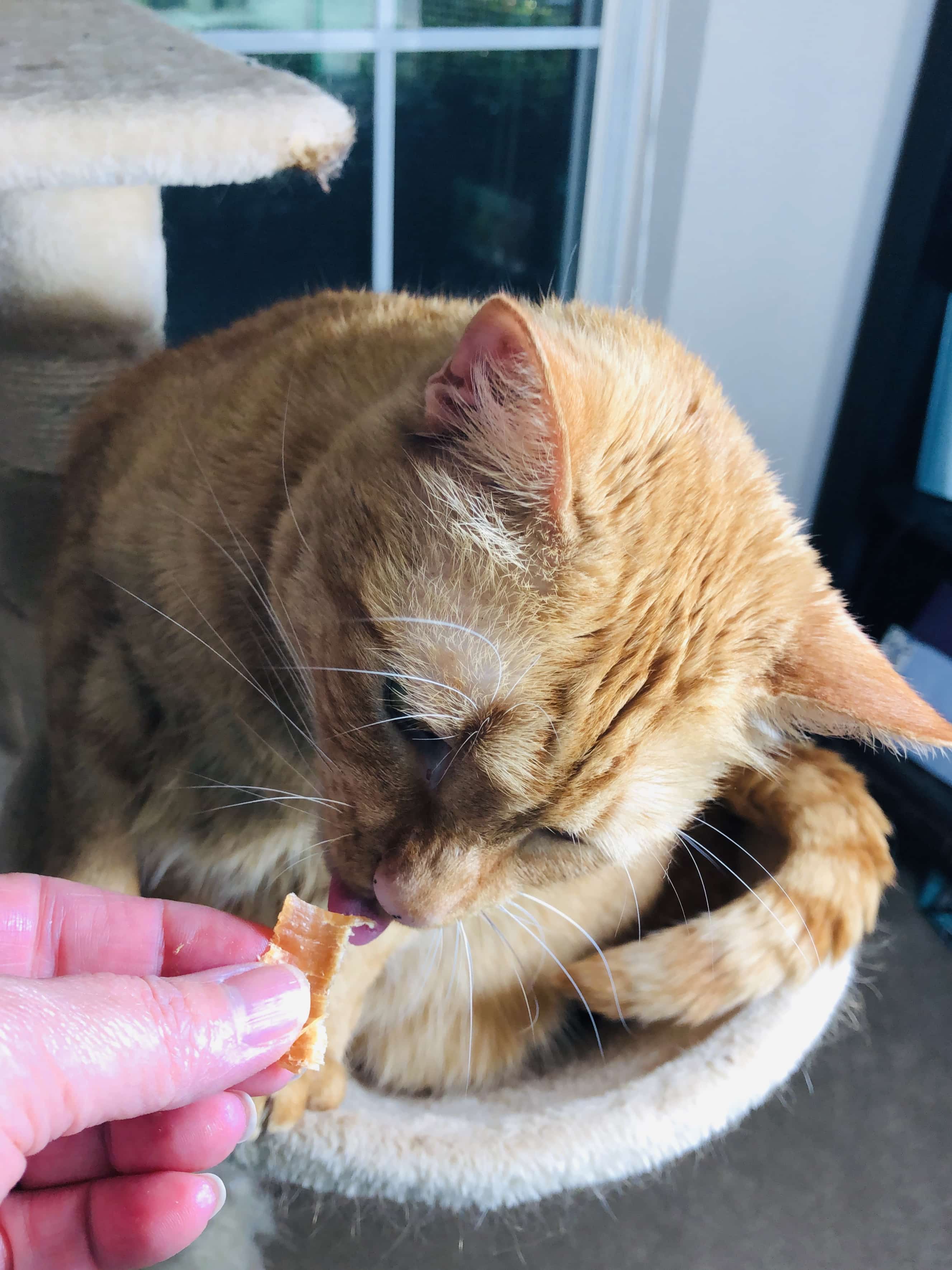 The 10 Best Cat Food Subscriptions for 2022 Hello Subscription