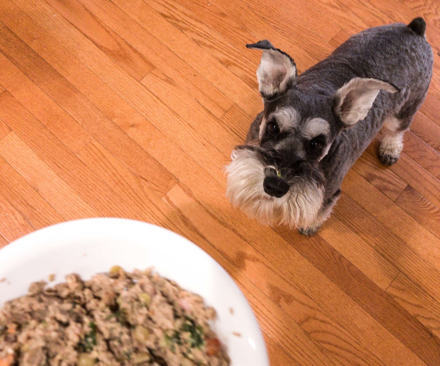 The Farmer’s Dog Subscription Box Review + Coupon hello subscription