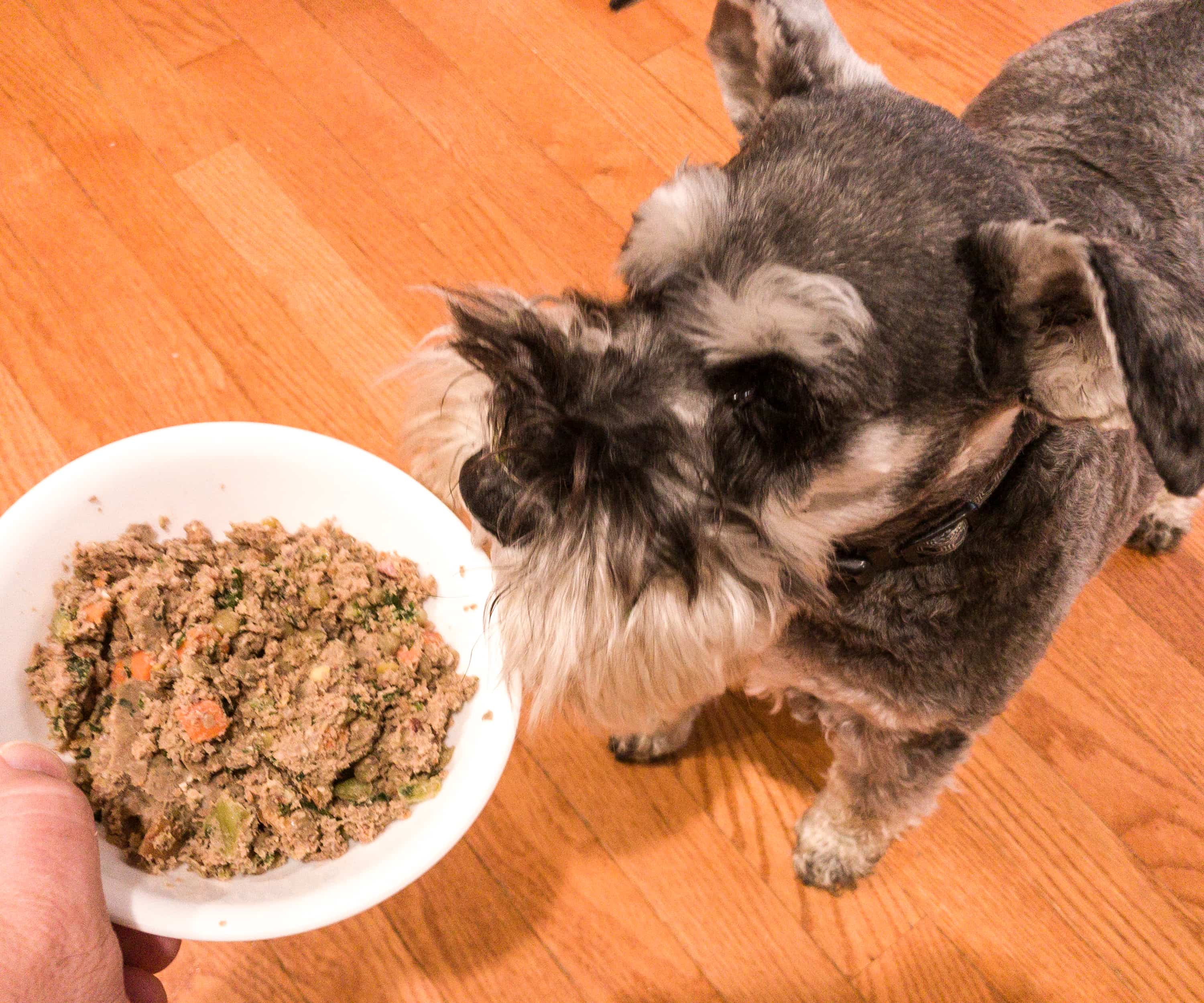 The Farmer’s Dog Subscription Box Review + Coupon hello subscription