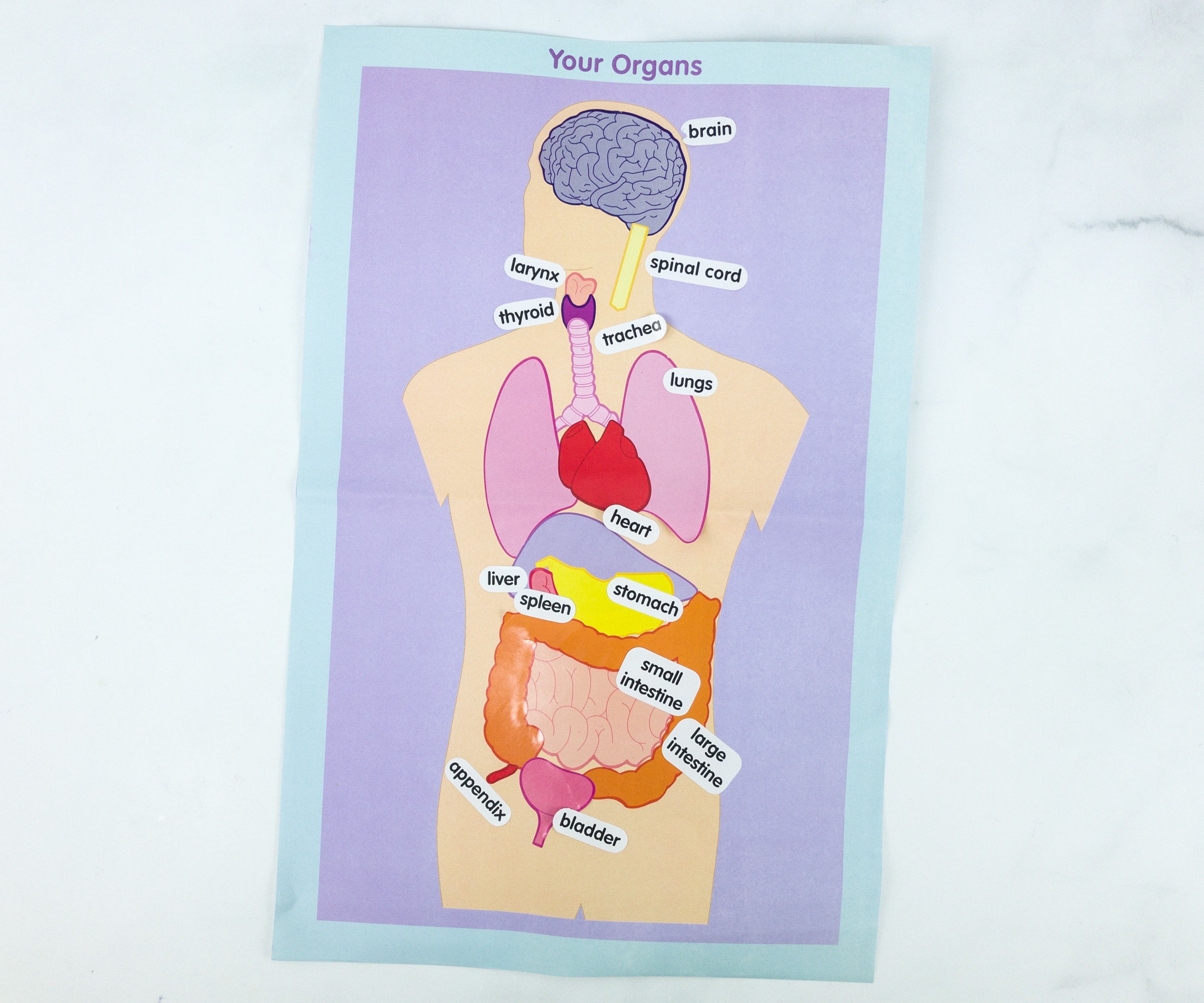 Green Kid Crafts THE HUMAN BODY Subscription Box Review + 50% Off ...