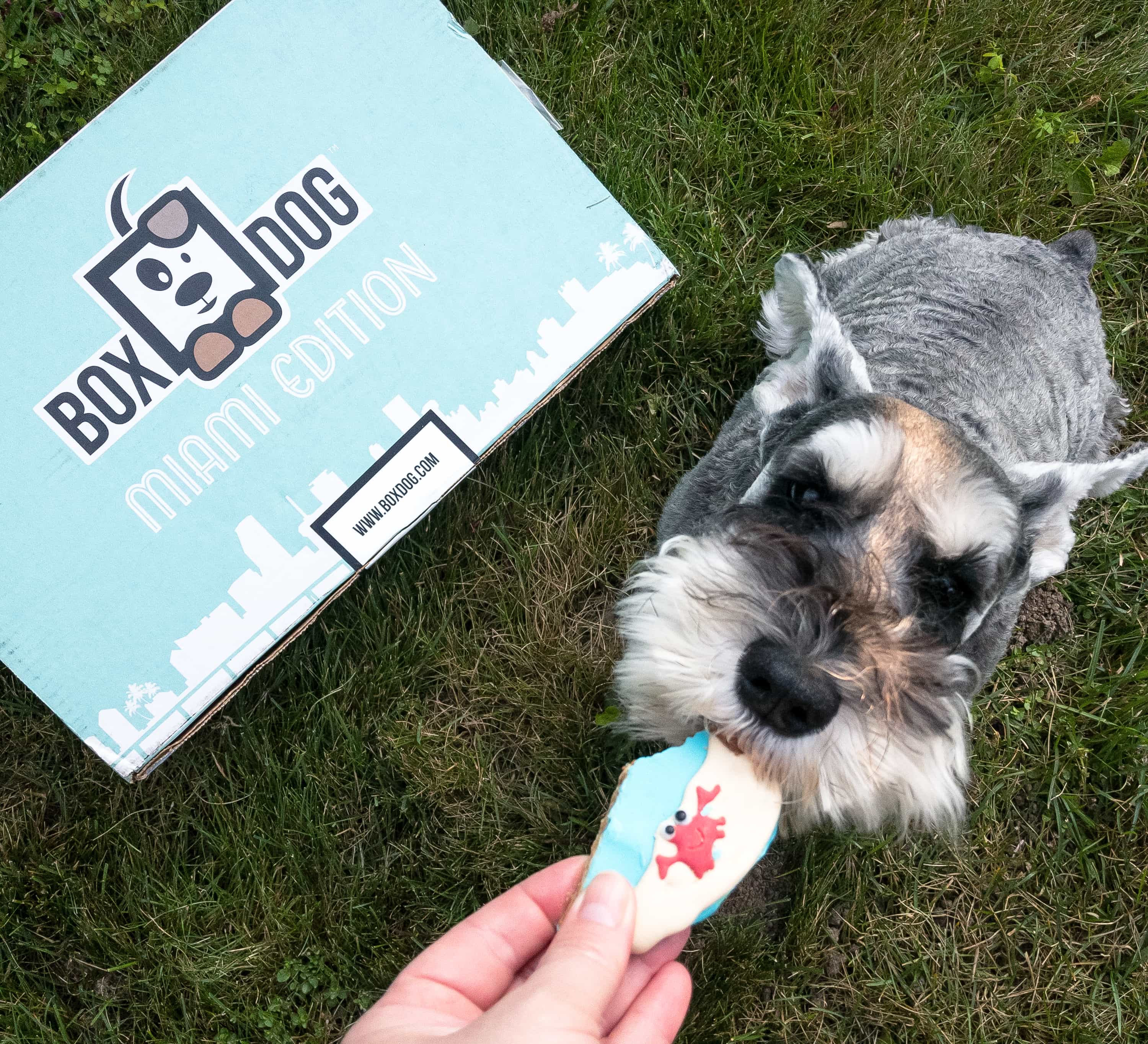 BoxDog Summer 2019 Subscription Box Review + Coupon hello subscription