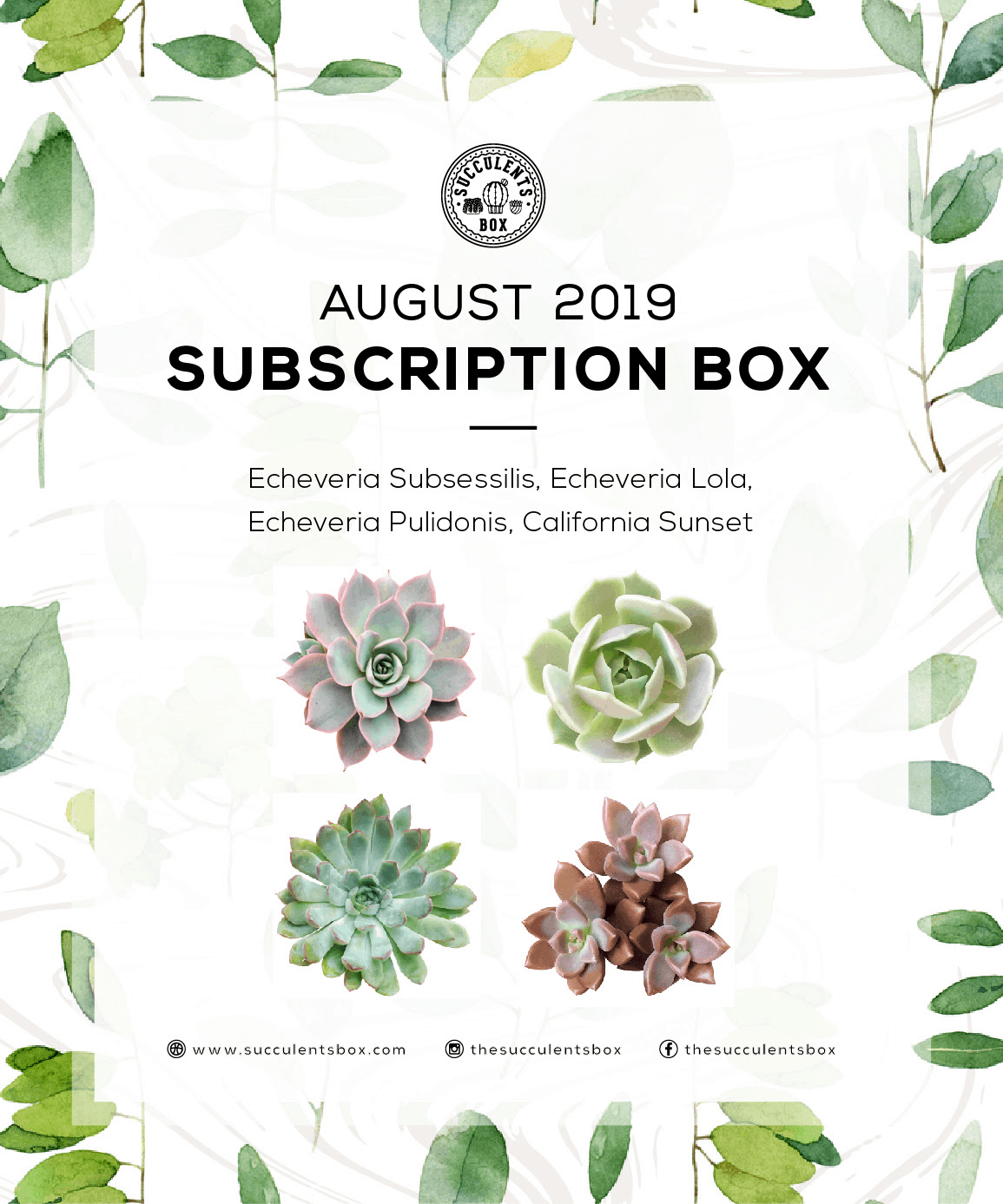 Succulents Box August 2018 Subscription Box Review + Coupon - Hello ...