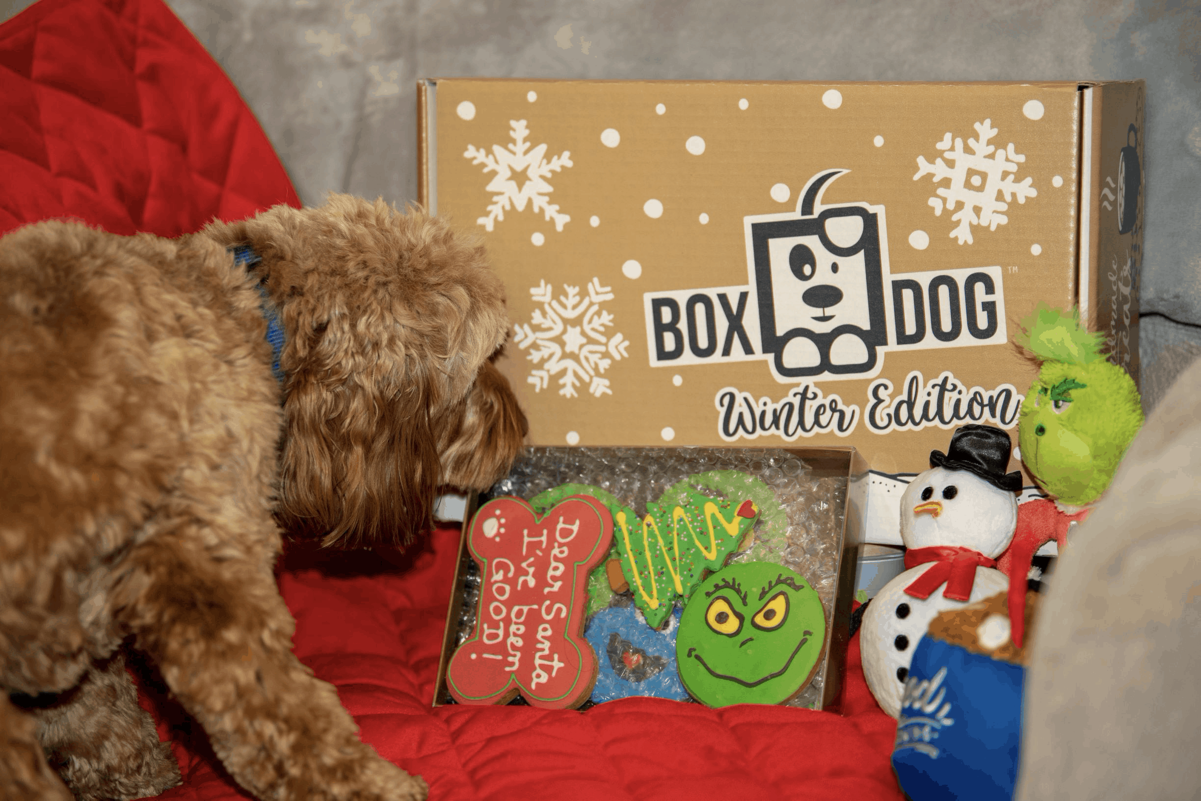 dog subscription box $10