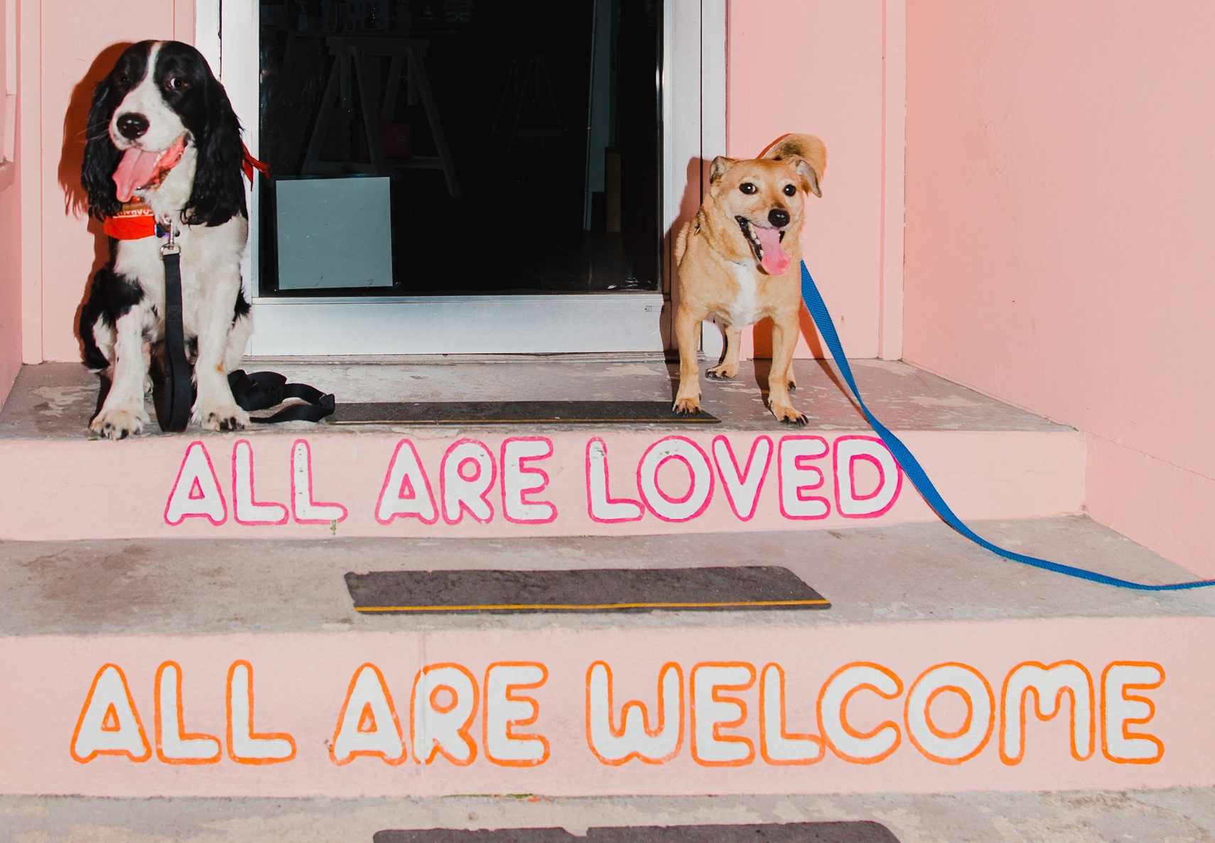 Dandy Review? Dog Supplement Subscription + Coupon! Hello Subscription