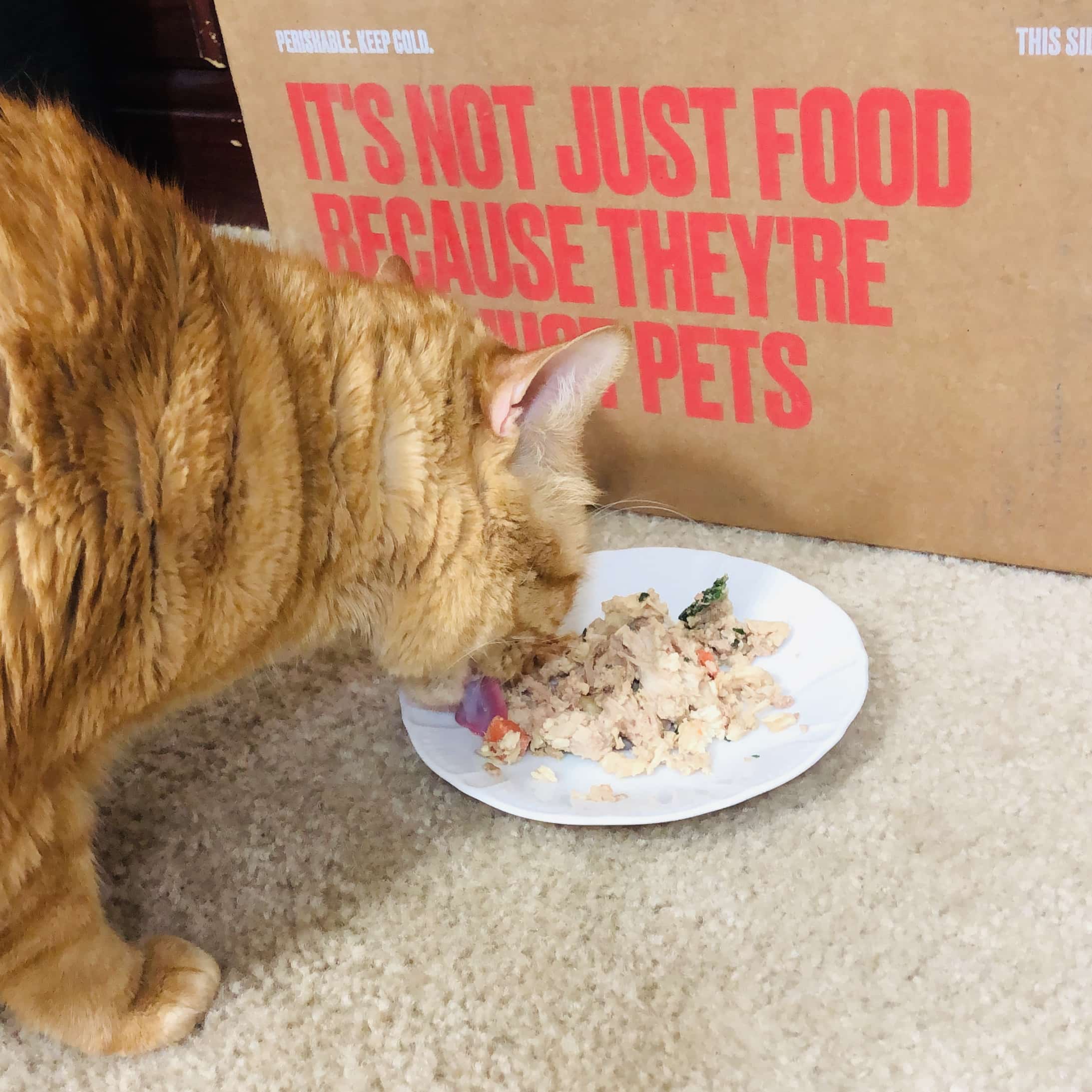 Nom Nom Cat Food Subscription Review + Coupon! Hello Subscription