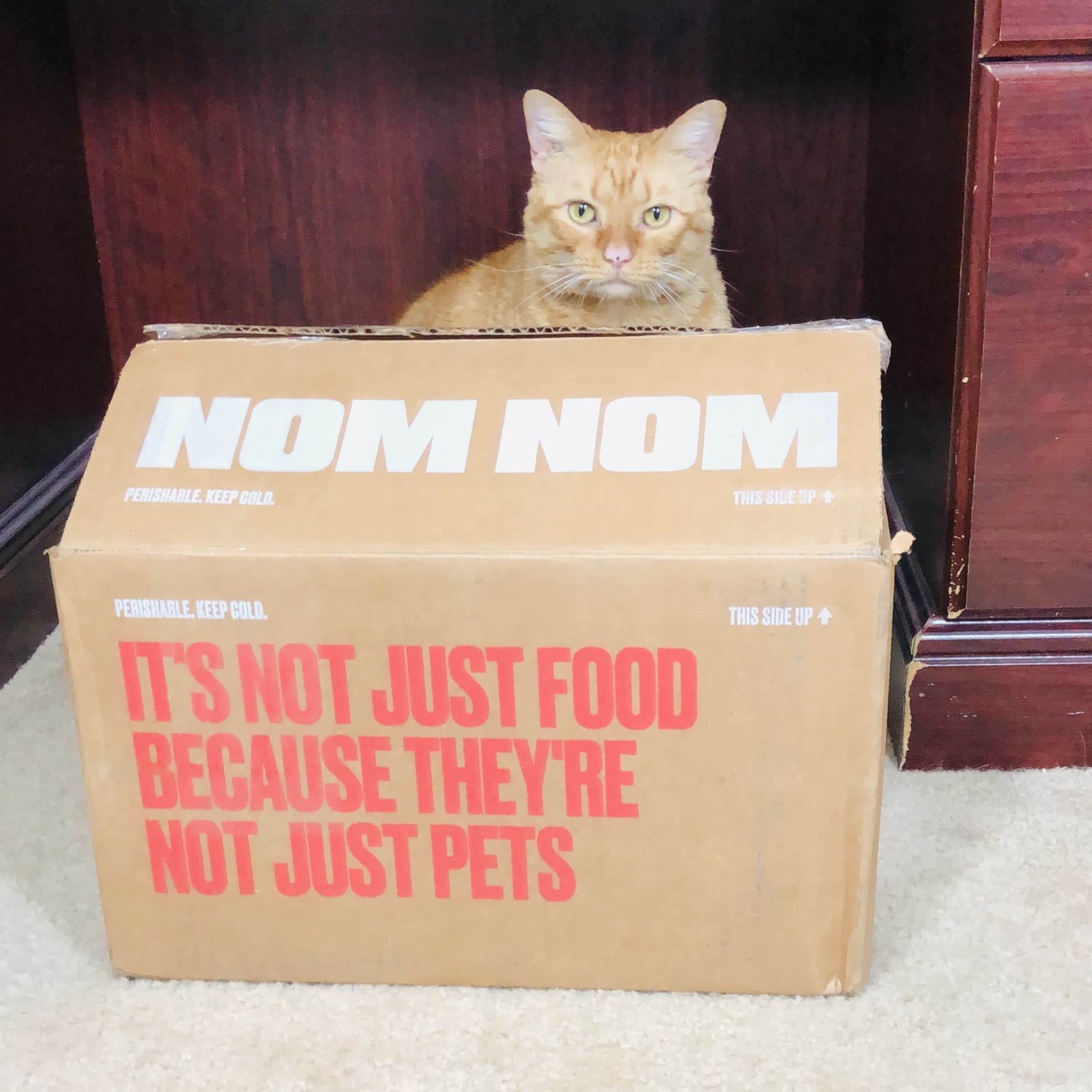 Nom Nom Cat Food Subscription Review + Coupon! hello subscription
