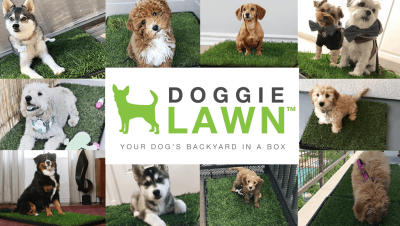 DoggieLawn Cyber Monday Sale: Get 20% Off First Real Grass Patio Potty!
