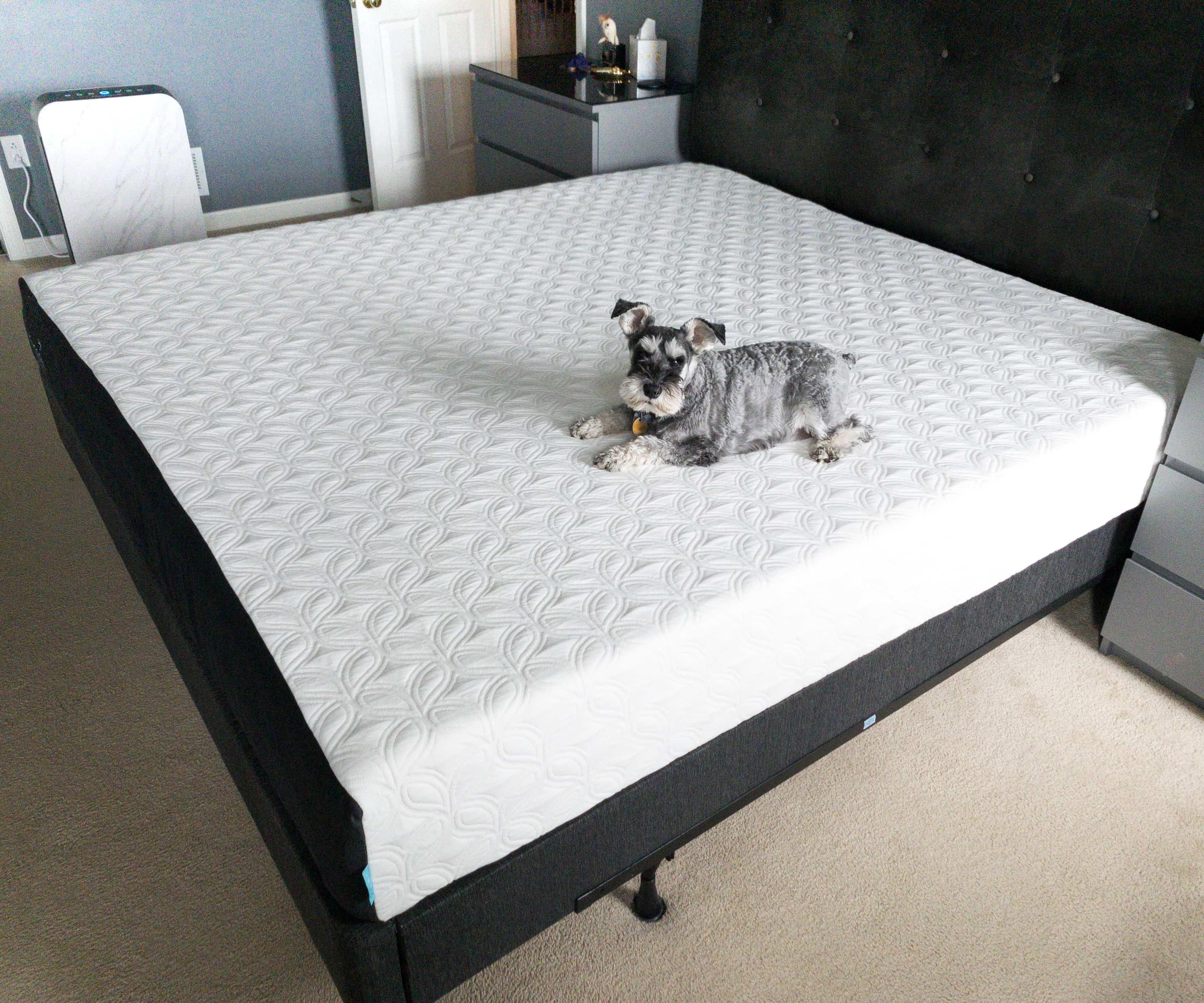 sealy hollycourt mattress review