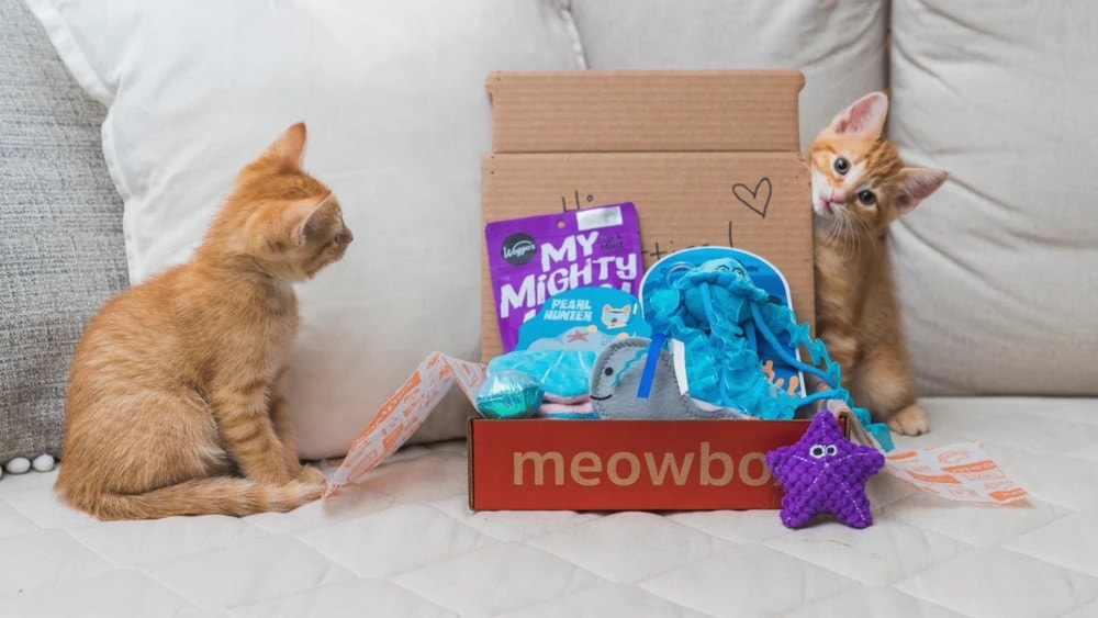 Cat subscription box on sale $10