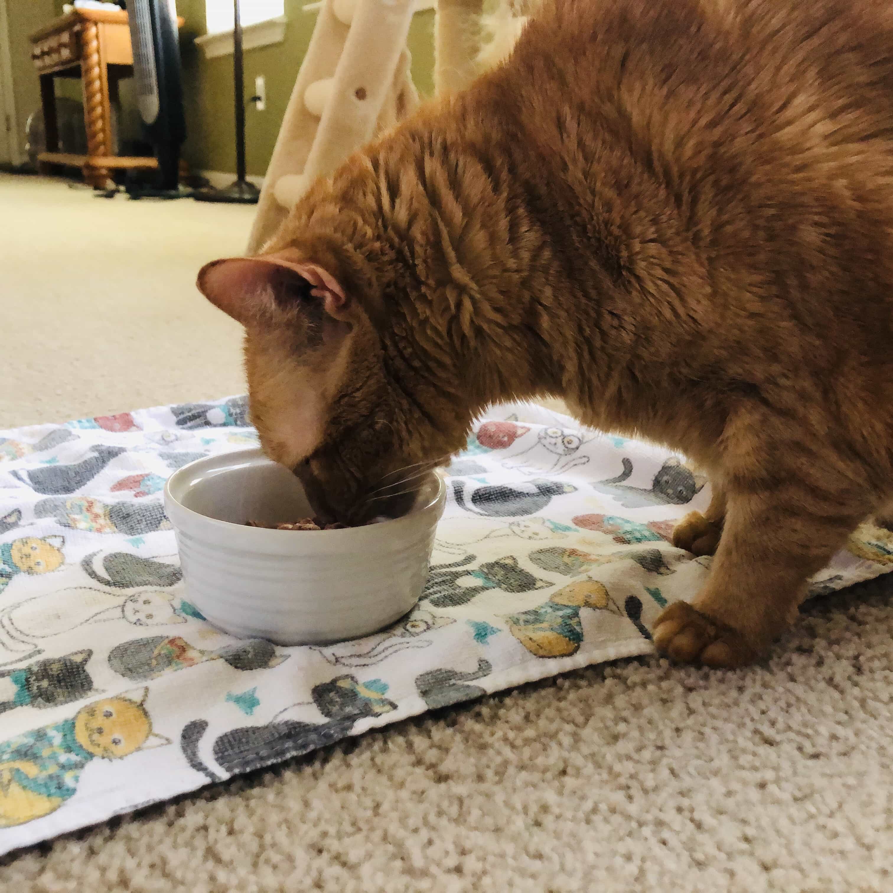 Smalls Cat Food Subscription Box Review + Coupon! hello subscription
